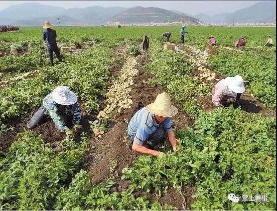 今日土豆最新价格,今日土豆最新价格，市场动态与影响因素分析